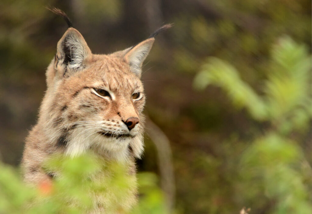 Lynx. Wildpark Orsa, Zweden.