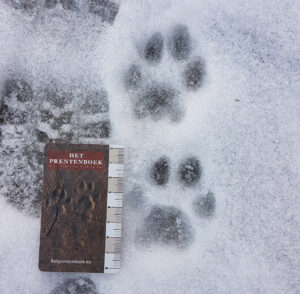Prenten van een lynx. Harz, Dld (foto Ursula Cos)