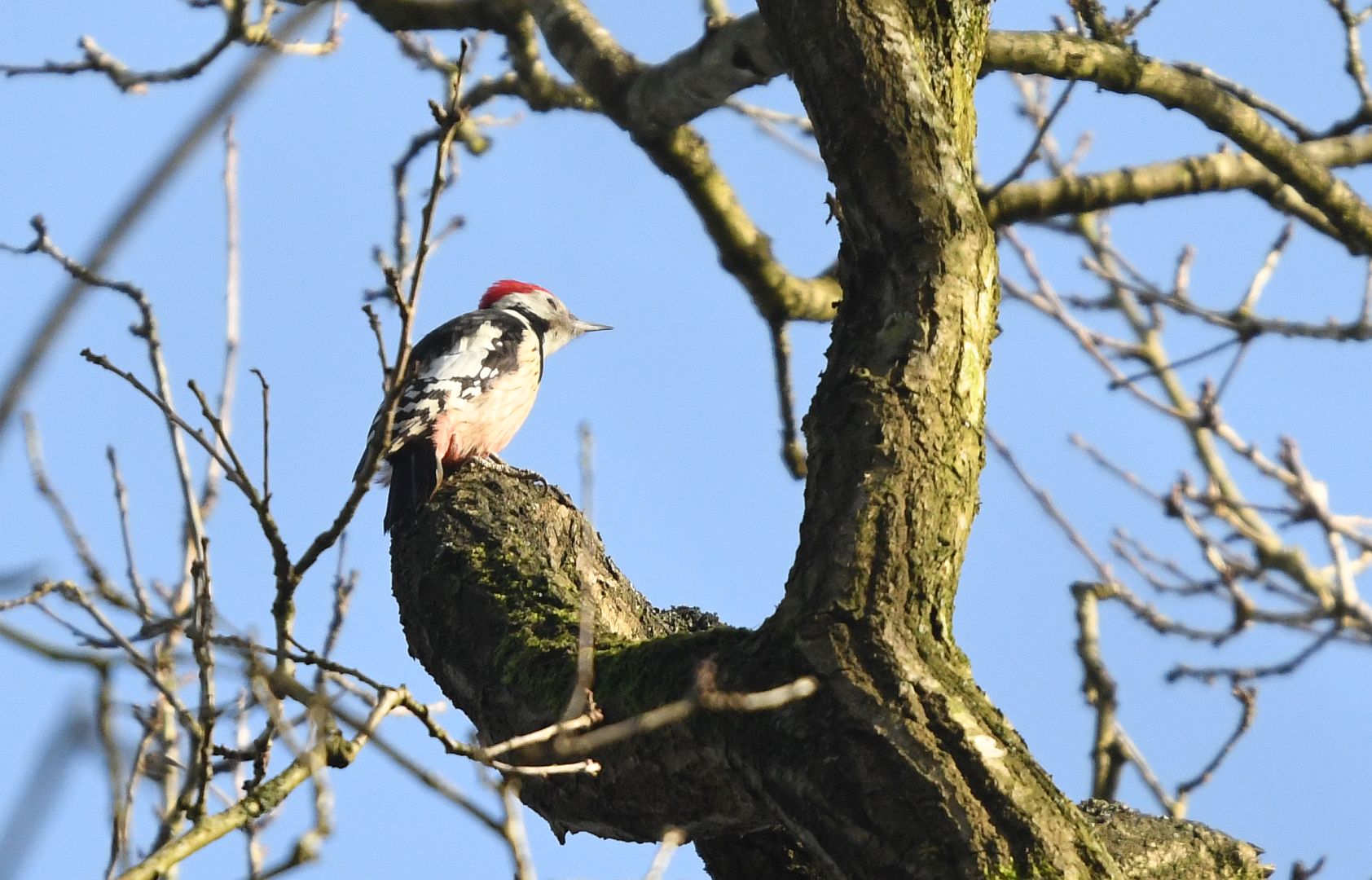 Middelste bonte specht